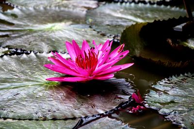 Close-up of lotus water lily in lake