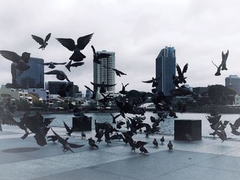 Birds flying in city against sky