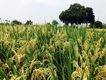Close-up of wheat field against sky