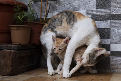 Cat sleeping on wall