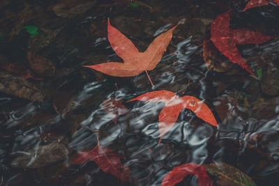 Close-up of autumn leaves on plant