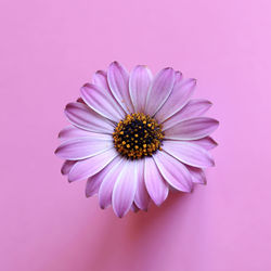 Close-up of pink daisy