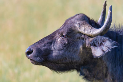 Portrait of a buffalo on field