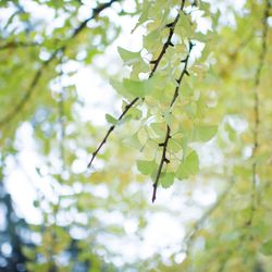 Low angle view of tree branch