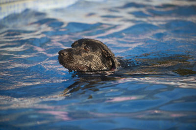 Dog swimming in lake