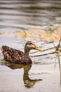 Side view of a duck in lake