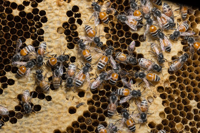 Full frame shot of honeycomb with bees
