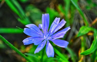 Close-up of purple flower