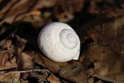 Close-up of snail on ground