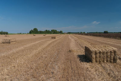 Scenic view of agricultural field against blue sky