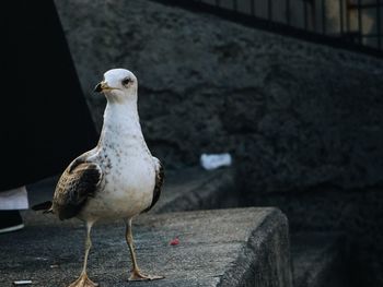 Close-up of an animal