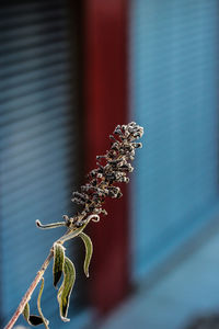 Close-up of wilted plant