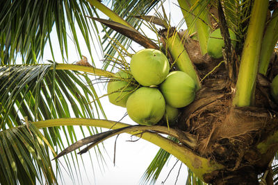 Low angle view of coconut palm tree