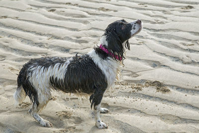 Dog on wet sand at beach