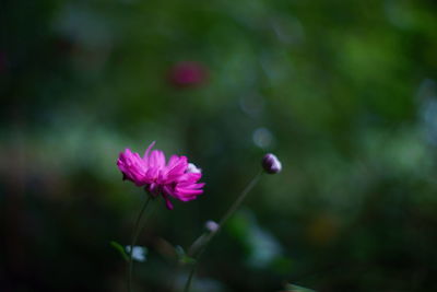 Close-up of flower blooming outdoors