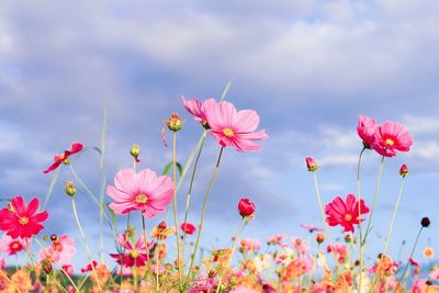 Low angle view of pink cosmos flowers blooming against sky