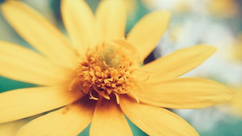 Close-up of flower blooming