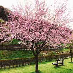 Pink flowers in park