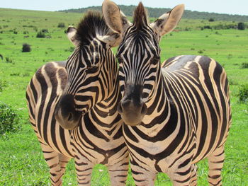 Zebras in the wild. twin zebras.