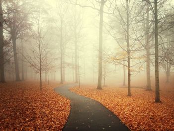 Bare trees in park