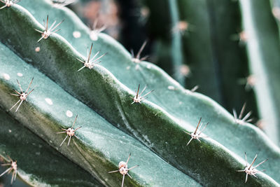 Close-up of succulent plant