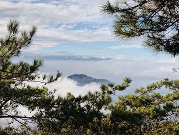 Low angle view of trees against sky