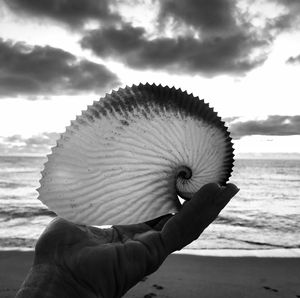 Cropped hand holding seashell