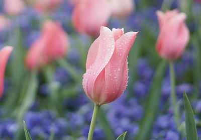 Close-up of pink flowers