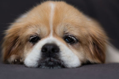 Portrait of tibetan spaniel laying on blanket