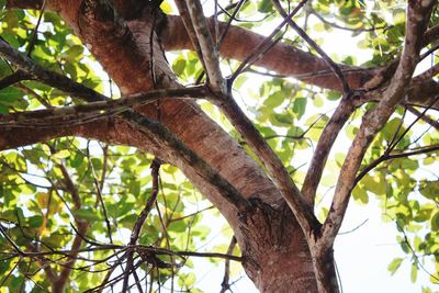 Low angle view of tree