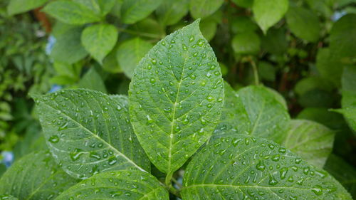 Close-up of wet plant leaves during rainy season