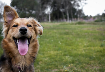 Portrait of dog sticking out tongue on grass