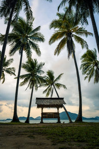 Palm trees on beach against sky