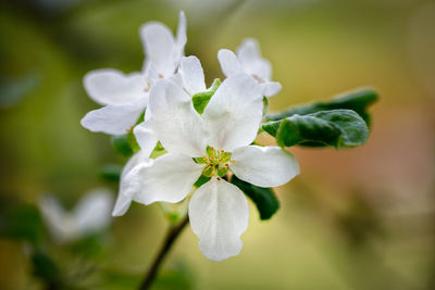 Close-up of white flowers blooming outdoors