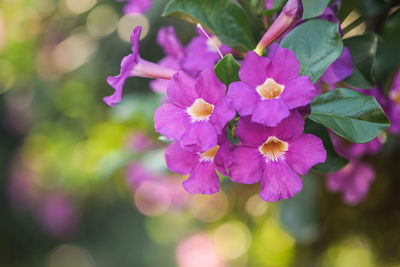 Close-up of pink flowering plant