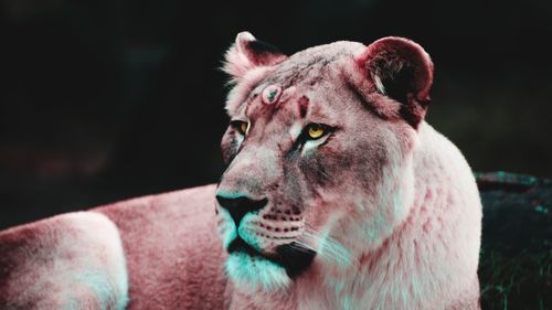 Close-up of cat against black background