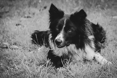 Portrait of dog relaxing on field