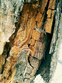 Full frame shot of tree trunk