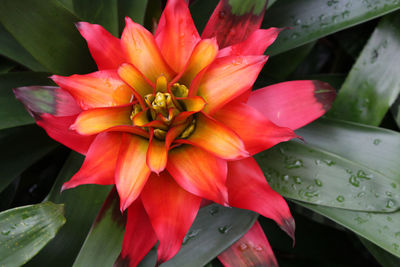 Close-up of flower blooming outdoors