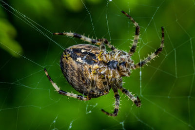 Close-up of spider on web