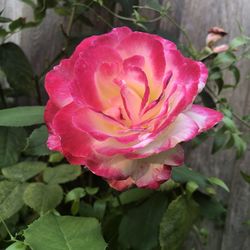 Close-up of pink rose