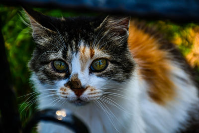 Close-up portrait of a cat