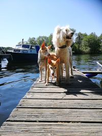 Dog standing on pier over lake against sky