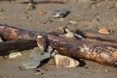 High angle view of driftwood on wood