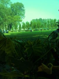Scenic view of agricultural field against clear sky