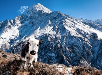 Horse on snowcapped mountain against clear sky