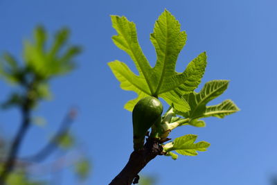 Low angle view of fig  tree against clear blue sky