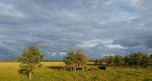 Scenic view of grassy field against cloudy sky