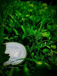 High angle view of plants on field