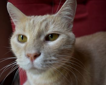 Close-up portrait of cat